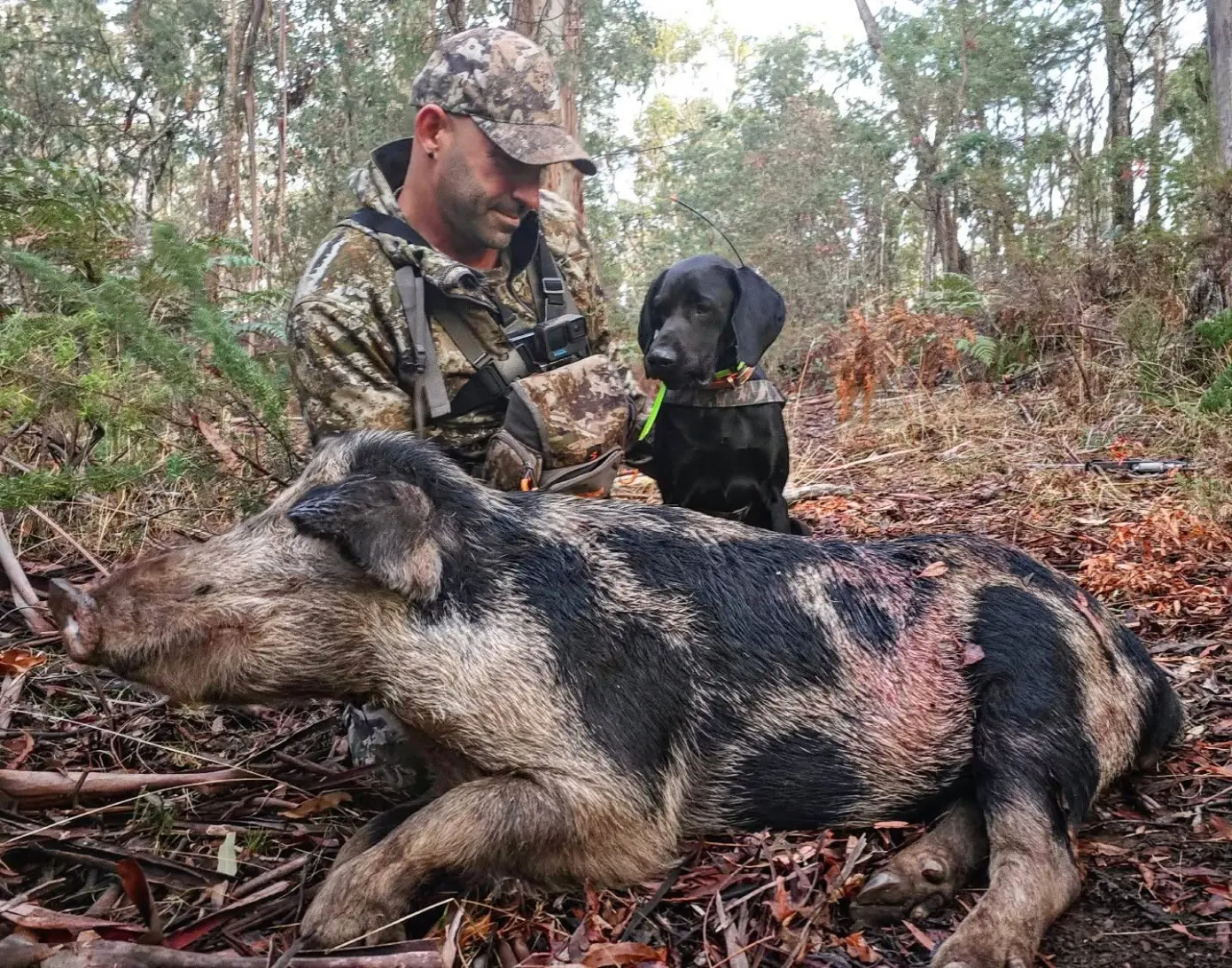 James Markulis Pig Hunt